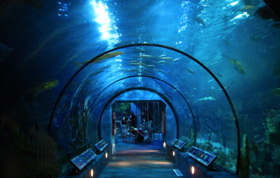 Moody Gardens Aquarium