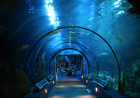 Moody Gardens Aquarium